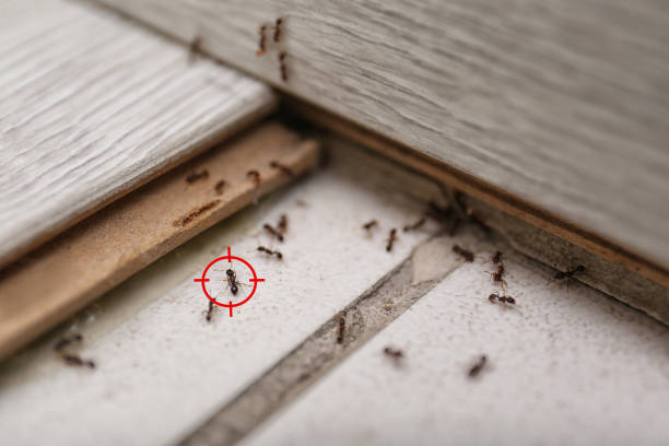 Best Pest Removal Services  in East Rancho Dominguez, CA