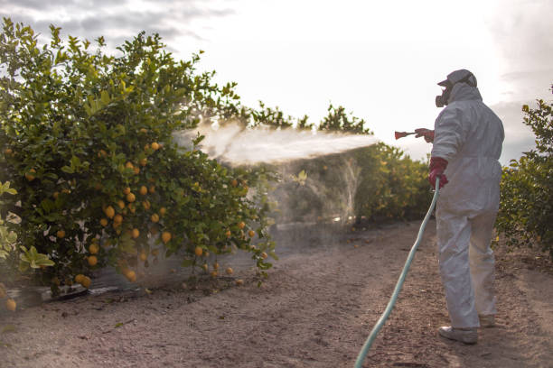 Best Emergency Pest Control  in East Rancho Dominguez, CA