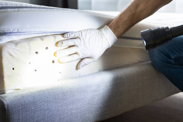 Best Residential Pest Control  in East Rancho Dominguez, CA