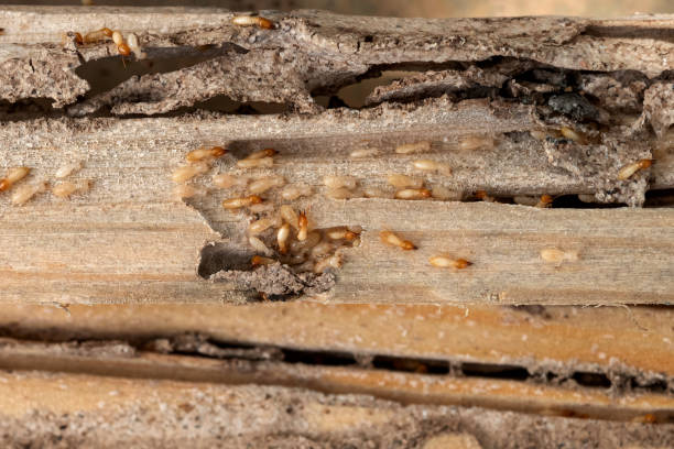 Best Commercial Pest Control Services  in East Rancho Dominguez, CA