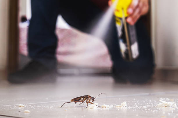 Best Flea Control Services  in East Rancho Dominguez, CA