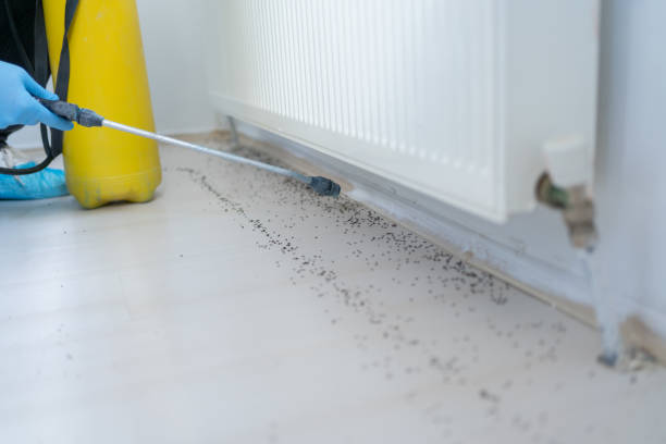 Best Termite Control Services  in East Rancho Dominguez, CA